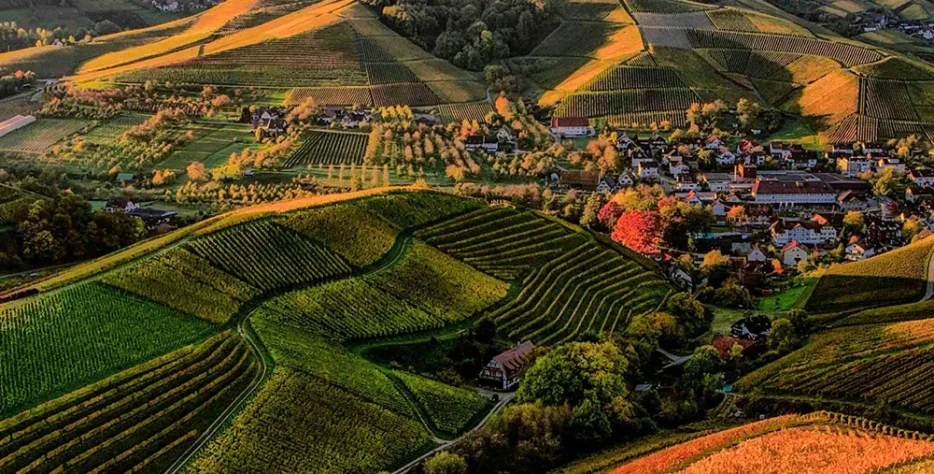 We provide clean, organically-grown food products sourced directly from trusted local farmers.